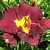 Лилейник Black Prince