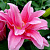 Лилия Roselily Olympia