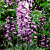 Дельфиниум  культурный M. F. Deep Rose whith White Bee