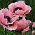 Мак Pop-up Rose