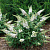 Буддлея давида White Profusion