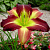 Лилейник Mike Reed