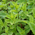 Мята перечная Garden mint