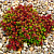 Очиток белый Coral Carpet