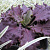 Подорожник Purple Perversion