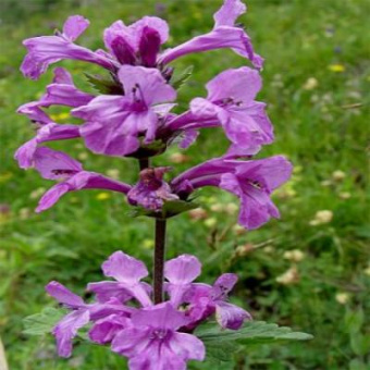 Чистец византийский