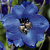 Дельфиниум  культурный Pacific Giant Blue Jay