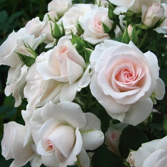 Роза Флорибунда Aspirin Rose