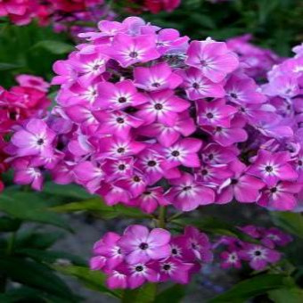 Флокс Стразы