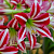 Амариллис Park Striped