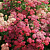 Тысячелистник Flowerburst Red Shade