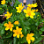 Калужница болотная Bright Yellow