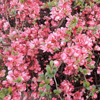 Айва великолепная Pink Lady