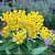 Ваточник клубненосный Hello Yellow