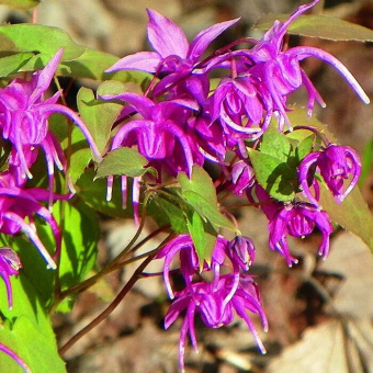 Горянка крупноцветковая Red Beauty