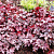 Гейхерелла Plum Cascade