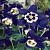 Аквилегия вееровидная Spring Magic  Navy And White