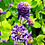 Аквилегия обыкновенная Winky Double Blue and White