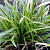 Осока Морроу Variegata