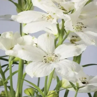 Дельфиниум крупноцветковый Ocean White