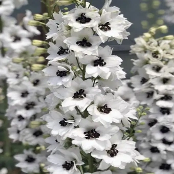 Дельфиниум  культурный M. F. White Dark Bee