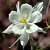 Аквилегия вееровидная Spring Magic  White