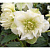 Морозник восточный Double Ellen White