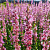 Дербенник иволистный Pink Tails