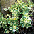 Арабис кавказский Variegata