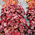Гейхера Northern Exposure Red