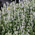 Котовник Фассена Snowflake