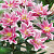 Лилия Roselily Natascha