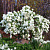 Экзохорда кистевая Magical Springtime