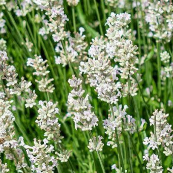 Лаванда  White Scent Early