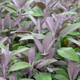 Шалфей лекарственный Purpurascens