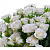 Роза спрей Snow Kiss