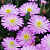 Делосперма Купера Jewel of the Desert Rosequartz