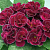 Примула махровая Hethor Petticote Violet