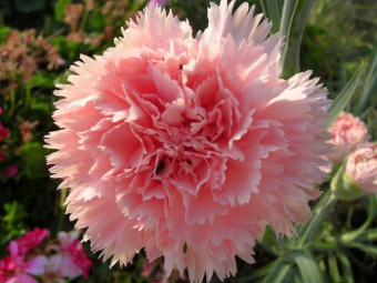 Купить Гвоздика садовая Code Pink - Гвоздика - GardenPlants
