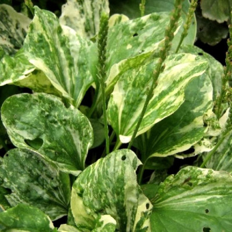 Подорожник Variegata