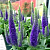 Вероника колосистая Sunny Border Blue