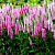 Вероника колосистая Pink Marshmallow