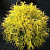 Кипарисовик горохоплодный Golden Mop