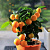 Мандарин домашний Calamondin