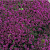 Тимьян ранний Purple Beauty