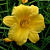 Лилейник Stella d’Oro
