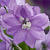 Дельфиниум  культурный M.F. Lavender with White Bee