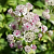 Астранция большая Sunningdale Variegated