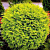 Туя западная Globosa Aurea