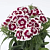 Гвоздика турецкая Red Picotee